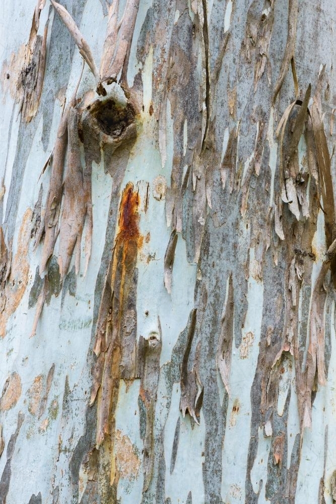 Image of Close up of gum tree trunk with rough texture, sap stains and