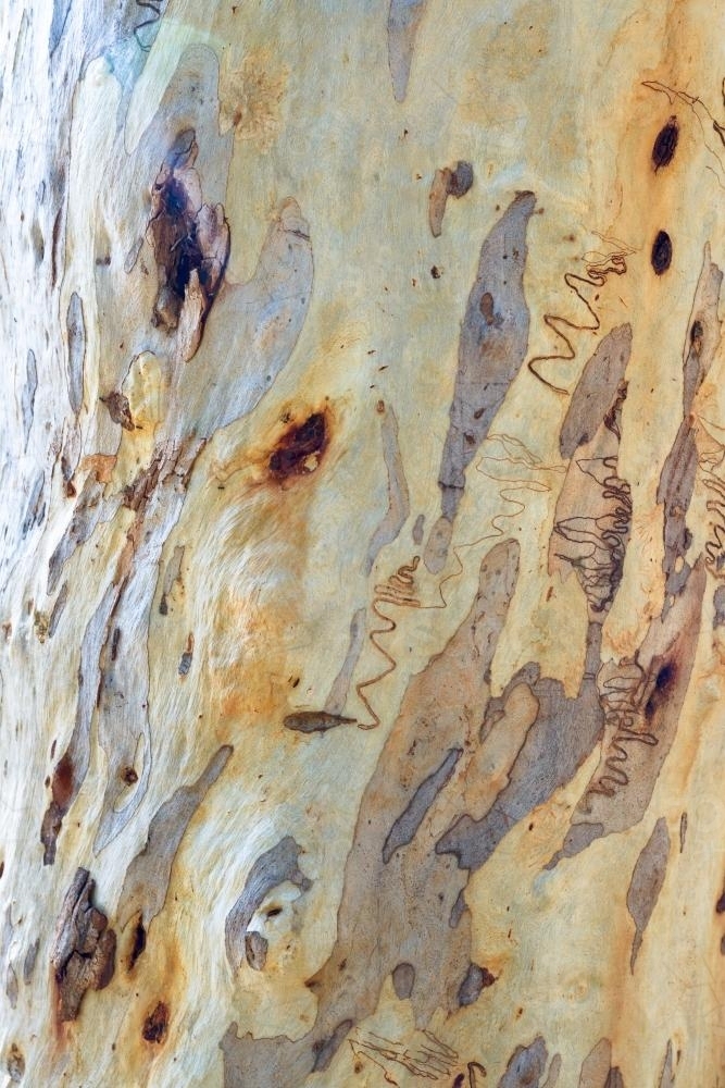 Close up of gum tree trunk with rough texture, scribbles and grey, yellow and white colouring - Australian Stock Image