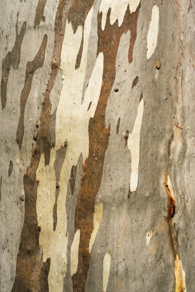 Close up of gum tree trunk with smooth texture and brown and white colouring - Australian Stock Image