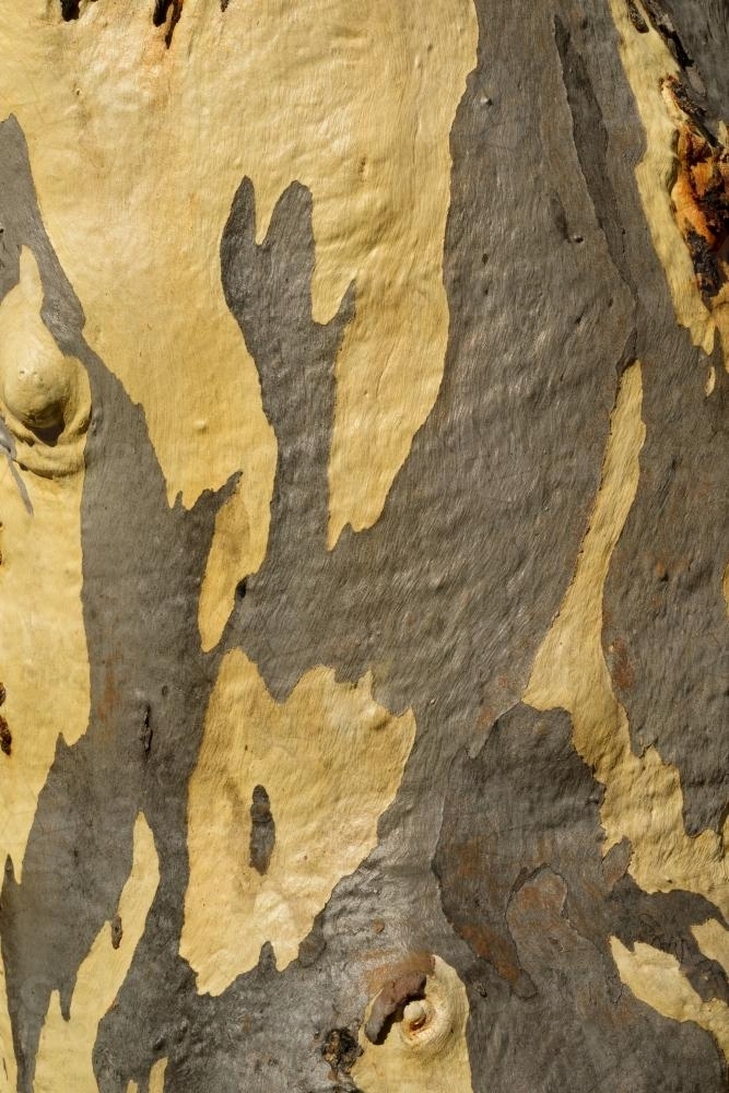 Close up of gum tree trunk with smooth texture and grey and yellow colouring - Australian Stock Image
