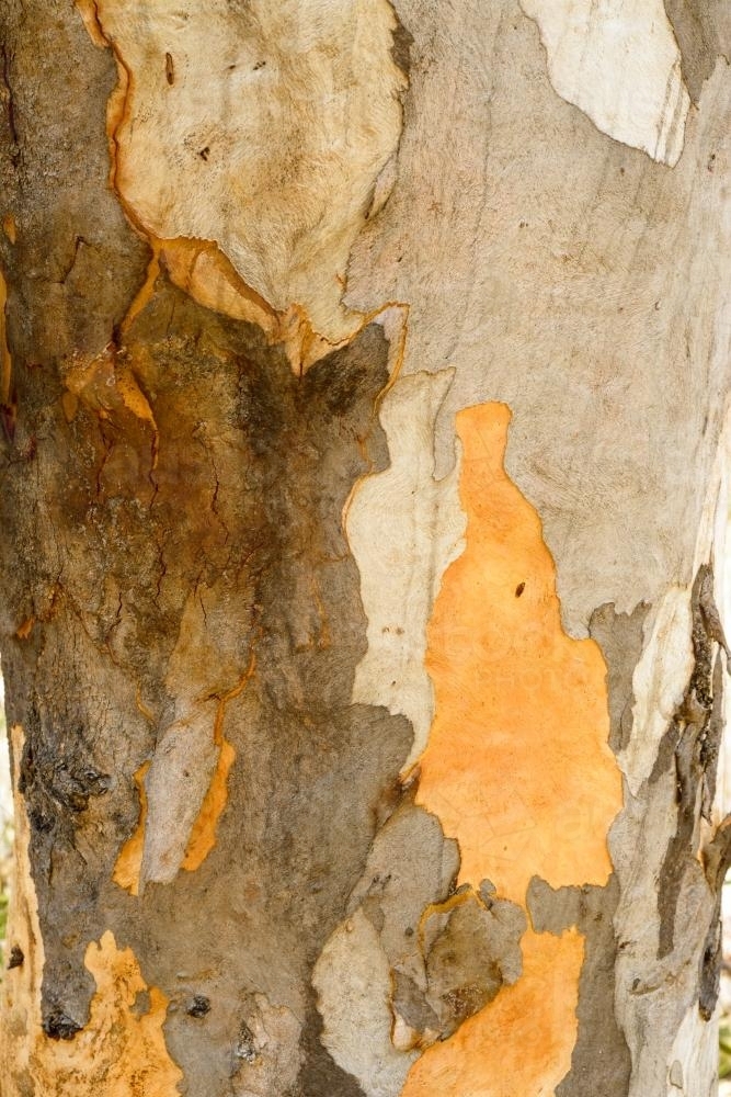 Close up of gum tree trunk with smooth texture and mottled brown and orange colouring - Australian Stock Image