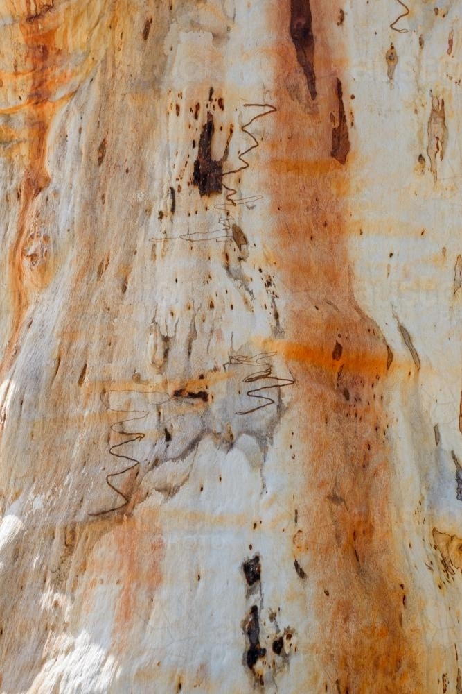 Close up of gum tree trunk with smooth texture and orange and white colouring - Australian Stock Image
