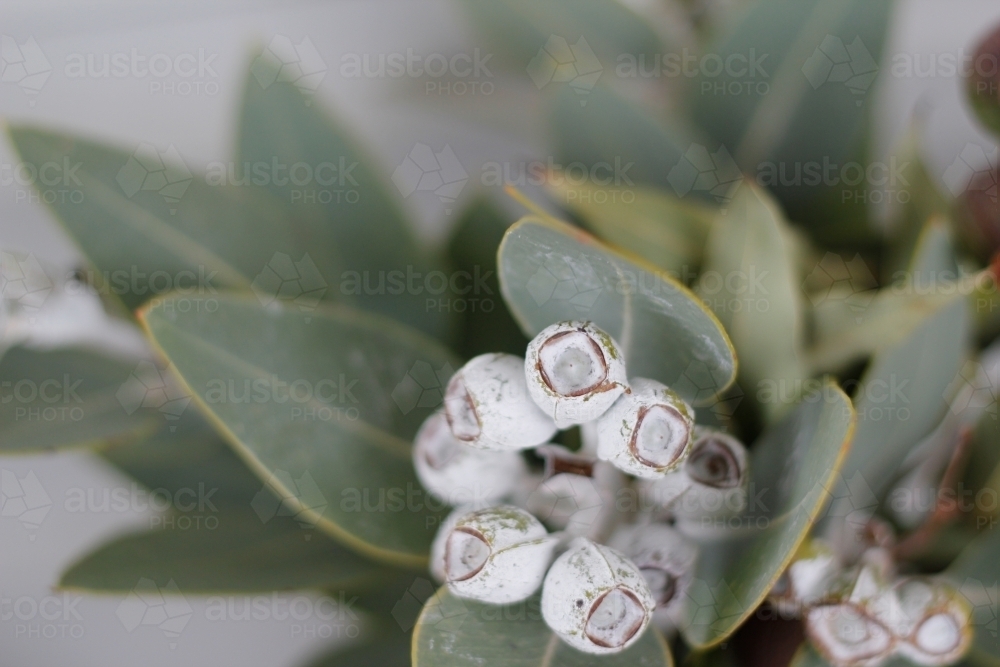 Close up of gumnuts and eucalyptus leaves - Australian Stock Image