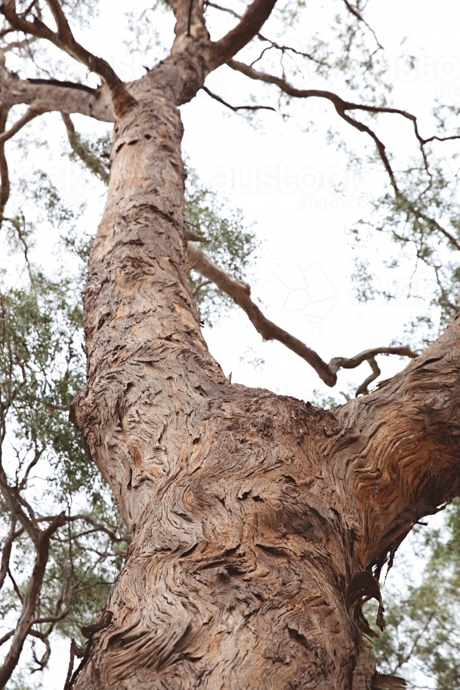 Close up of gumtree in the country - Australian Stock Image