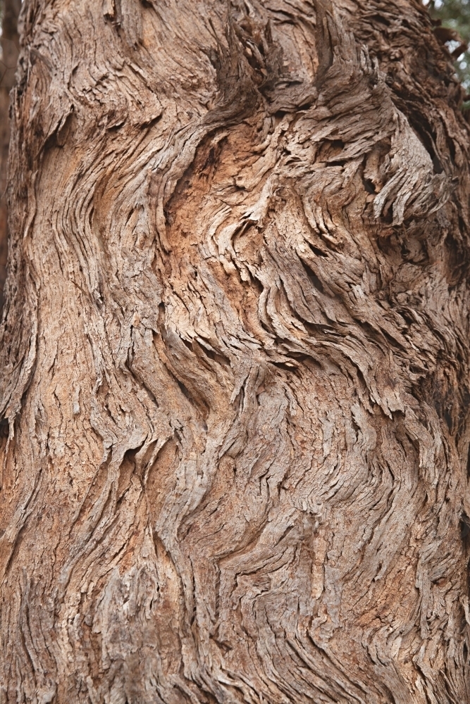 close up of gumtree in the country - Australian Stock Image