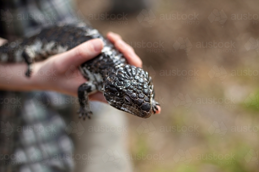 Close up of hand holding a blue tongue lizard - Australian Stock Image
