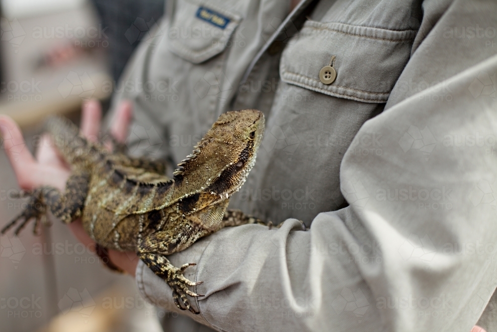 Close up of hand holding a lizard - Australian Stock Image