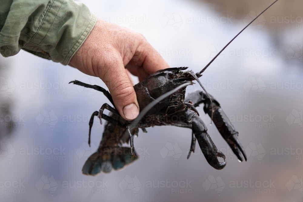 Close up of hand holding a Marron - Australian Stock Image