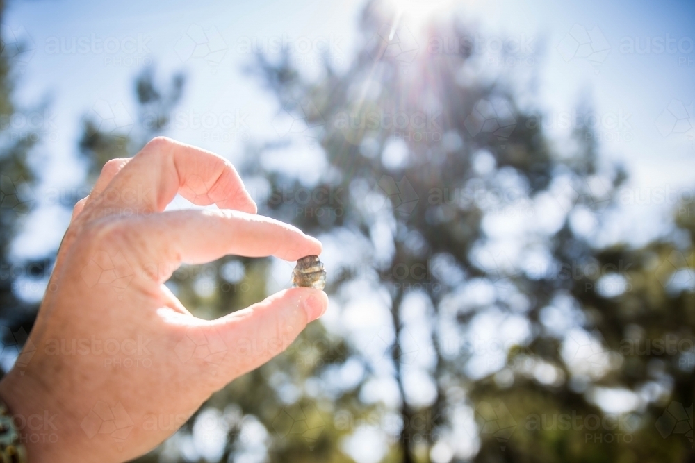 Close up of hand holding sapphire between fingers with sun and trees in background - Australian Stock Image