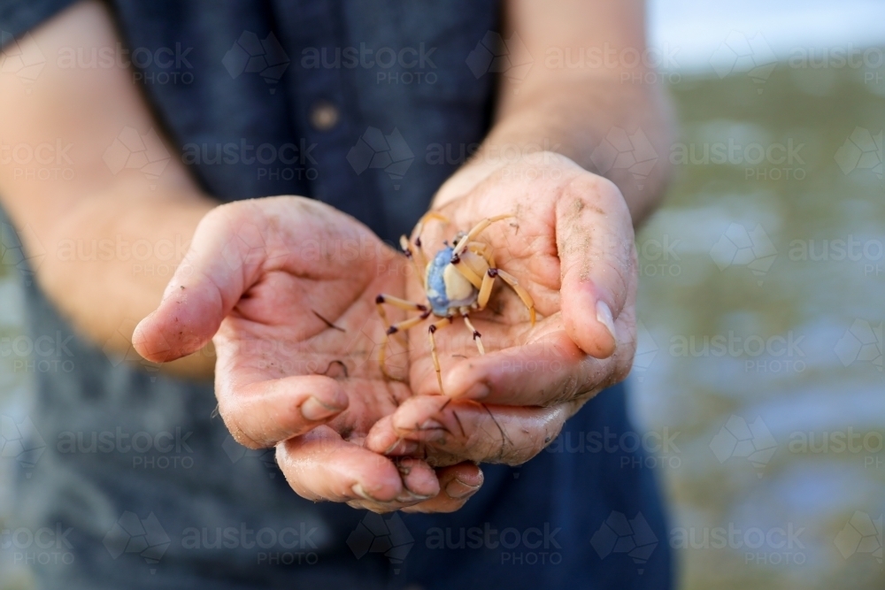 Close up of hands holding a crab at the beach - Australian Stock Image