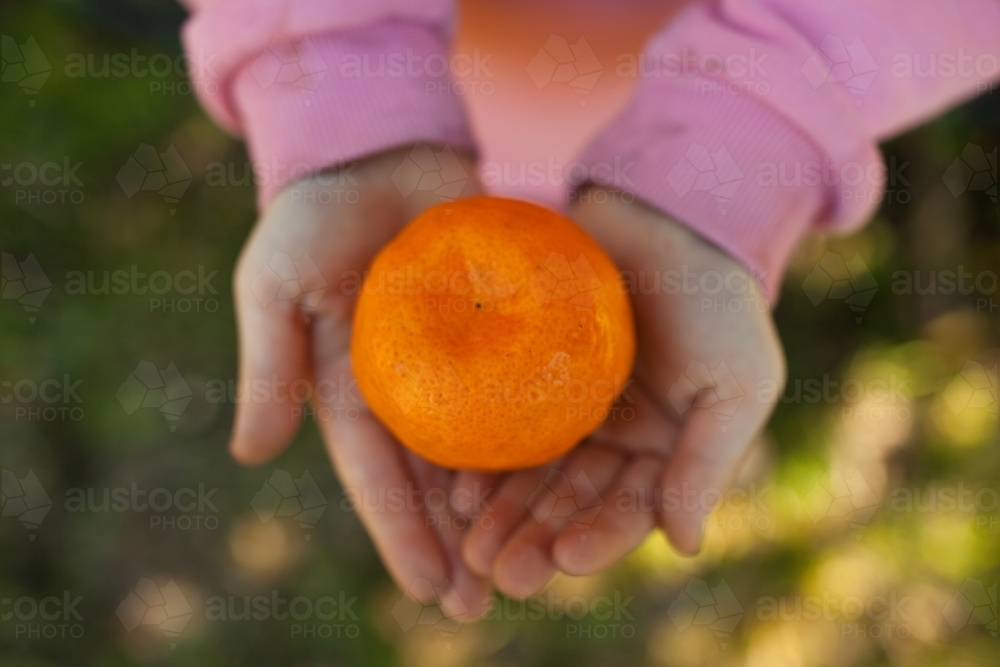 Close up of hands holding a mandarin - Australian Stock Image