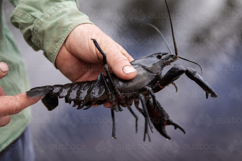 Close up of hands holding a marron - Australian Stock Image