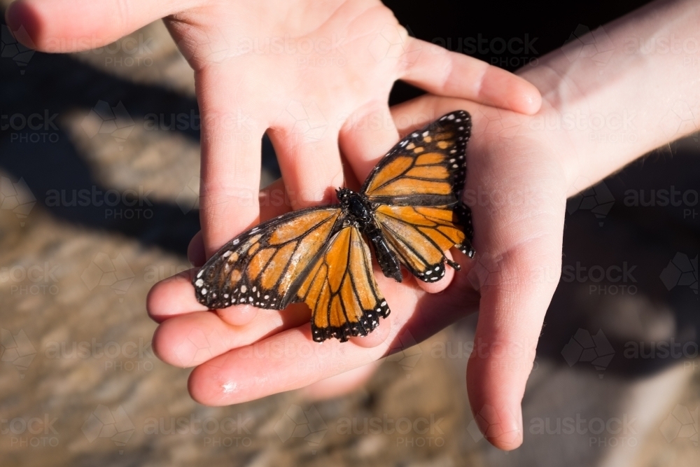 Close up of hands holding a monarch butterfly - Australian Stock Image