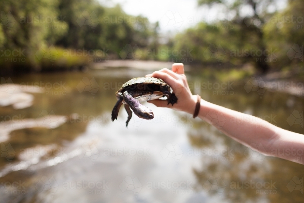Close up of hands holding a turtle - Australian Stock Image