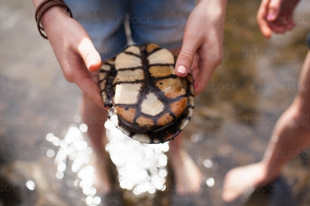 Close up of hands holding a turtle - Australian Stock Image