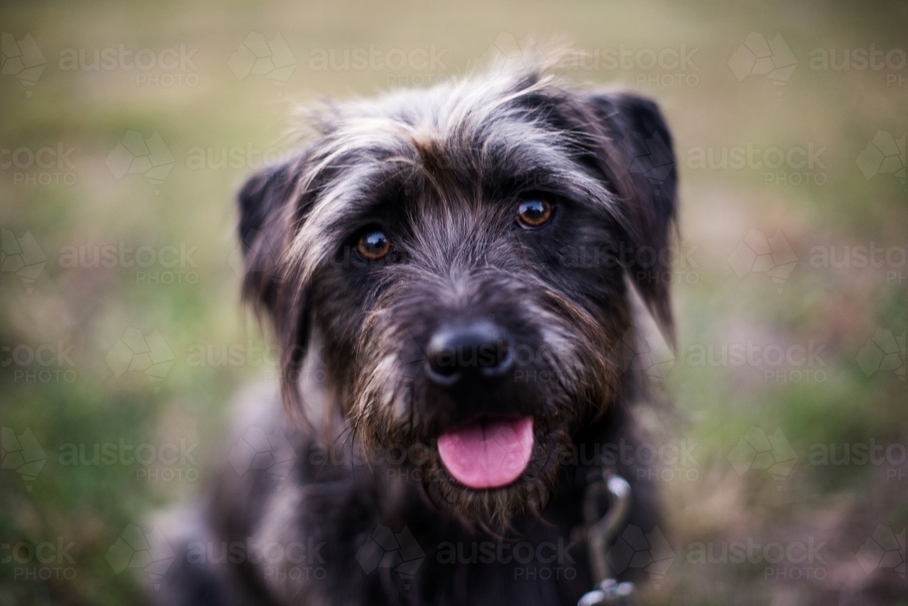 Close up of happy dog sitting - Australian Stock Image