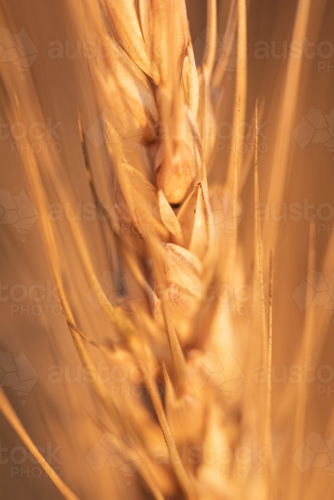 Close up of head of golden wheat stalk - Australian Stock Image