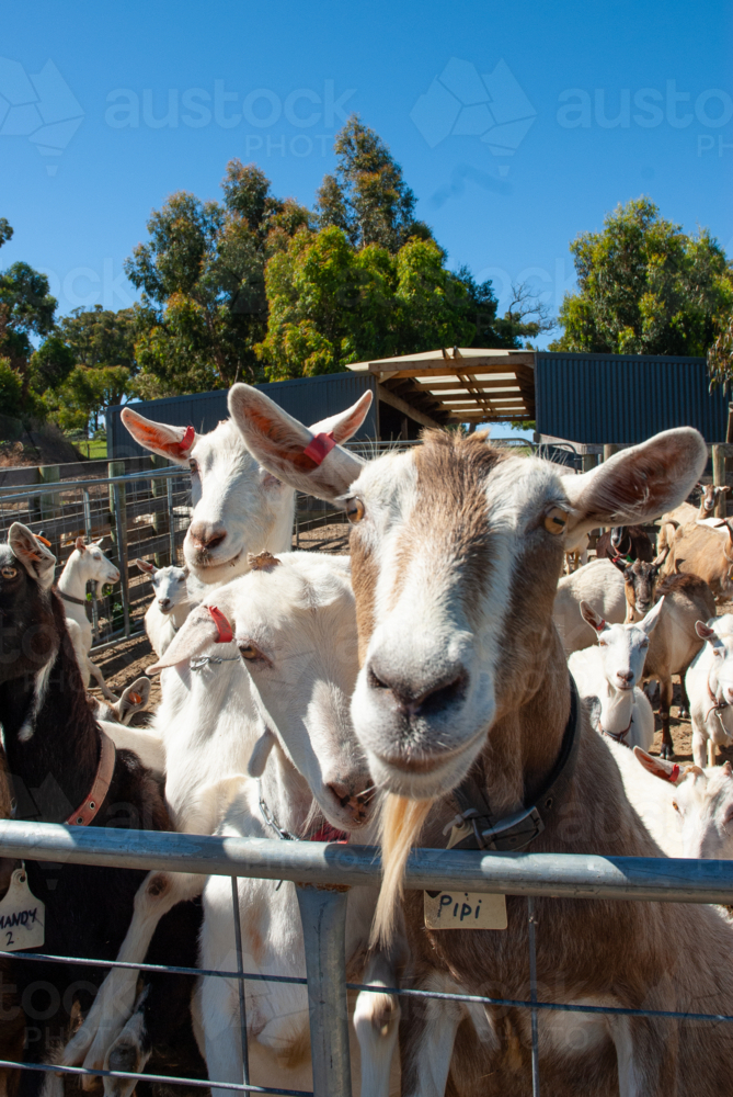 Close up of herd of goats - Australian Stock Image