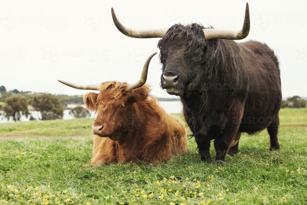 Close up of Highland cattle at Phillip Island in Victoria - Australian Stock Image