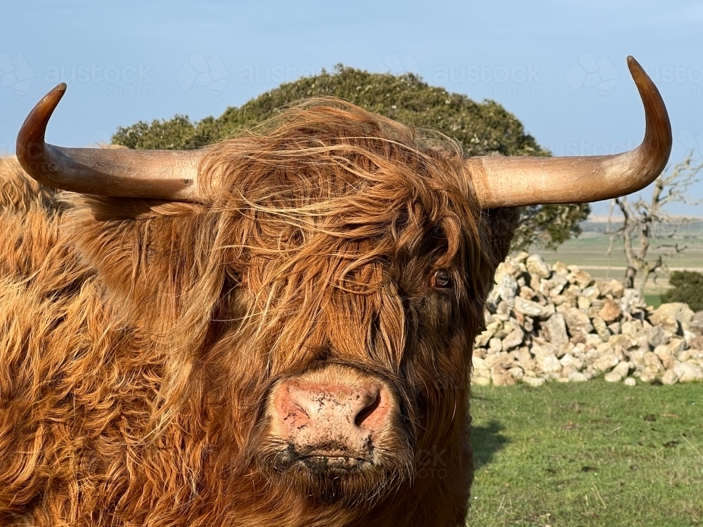 Close up of Highland Cow with big horns and long shaggy coat - Australian Stock Image