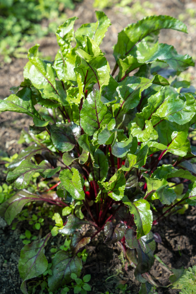 Close-up of home grown beetroot plant leaves in garden vegetable patch - Australian Stock Image