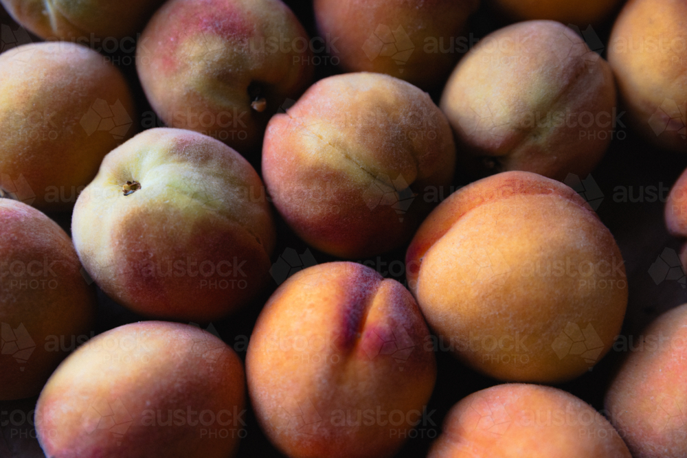 Close up of home grown fuzzy freshly picked ripe peaches in natural light - Australian Stock Image