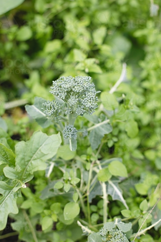 Close up of homegrown broccoli in garden bed - Australian Stock Image
