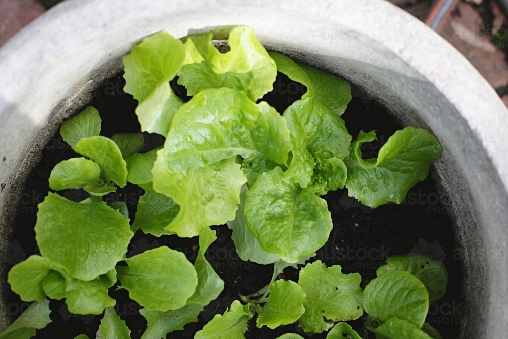 Close up of homegrown lettuce in a pot - Australian Stock Image