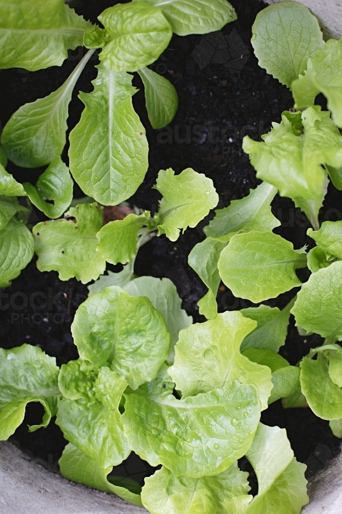 Close up of homegrown lettuce in a pot - Australian Stock Image