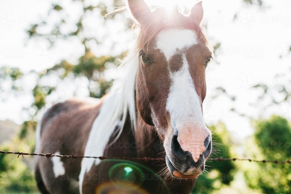 Close up of horse on a farm - Australian Stock Image