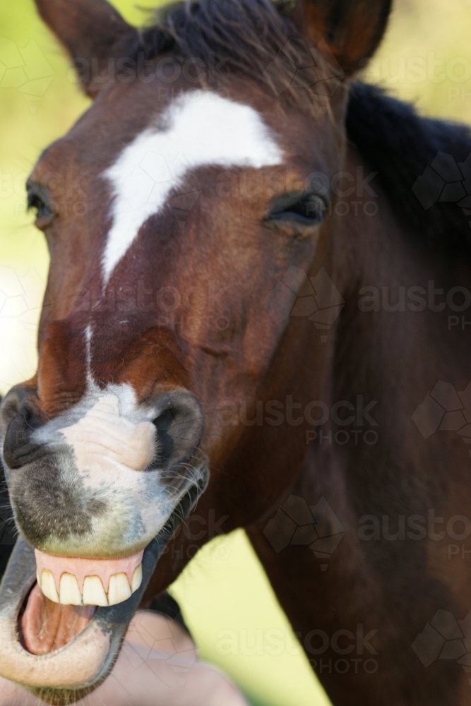 Close up of horse showing teeth - Australian Stock Image
