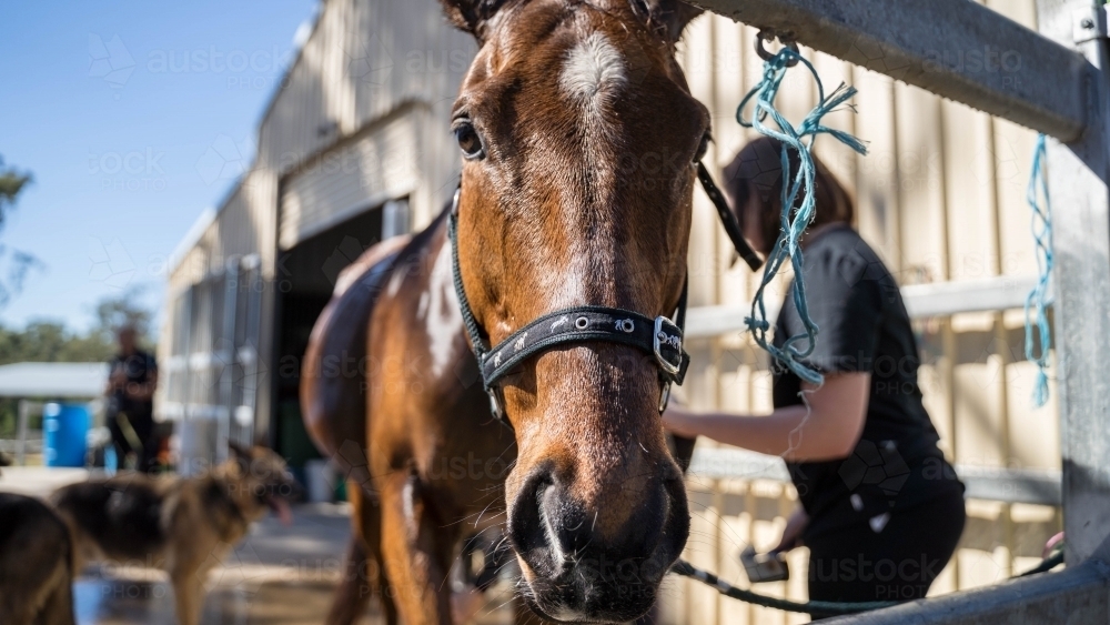 Close up of horse tied to railing - Australian Stock Image