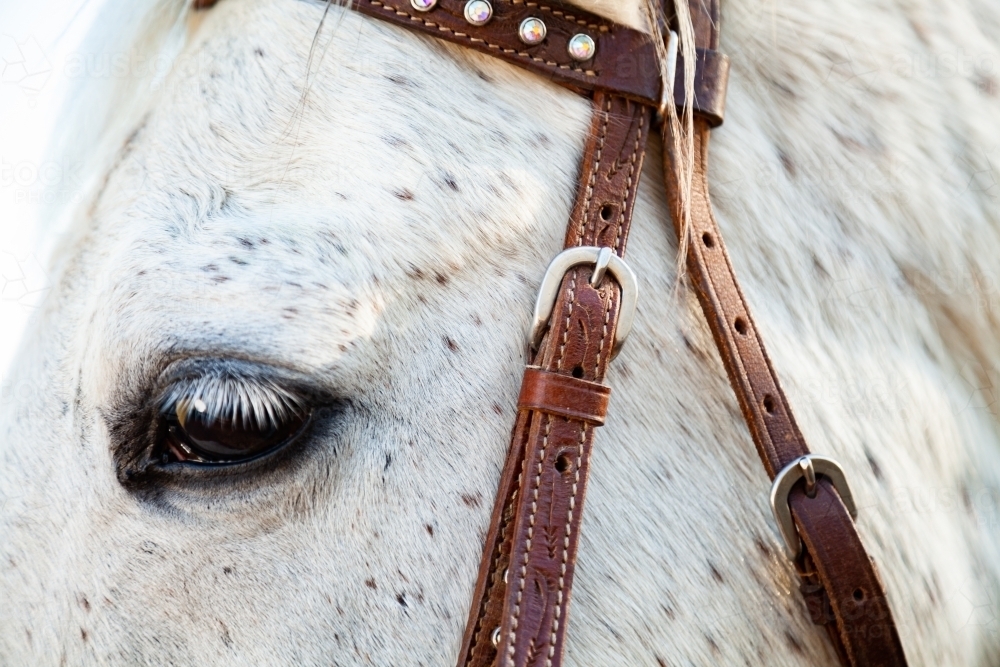 Close up of horses eye and bridle - Australian Stock Image