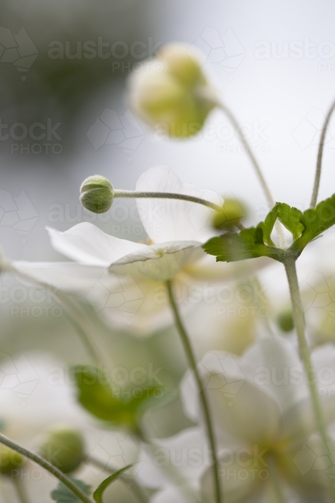 Close up of japanese anemone flower and buds - Australian Stock Image