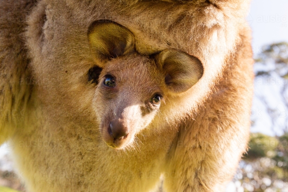 Close up of joey in kangaroo pouch - Australian Stock Image
