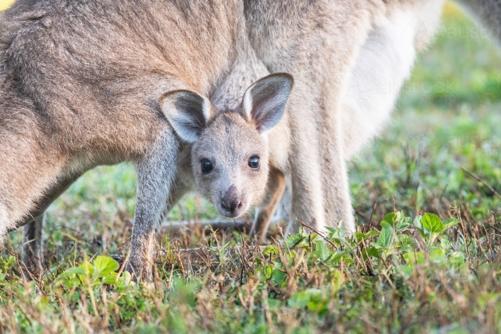 Close up of joey’s head while in it’s mother’s pouch looking at the camera. : Austockphoto Close up of joey’s head while in it’s mother’s pouch looking at the camera. - Australian Stock Image