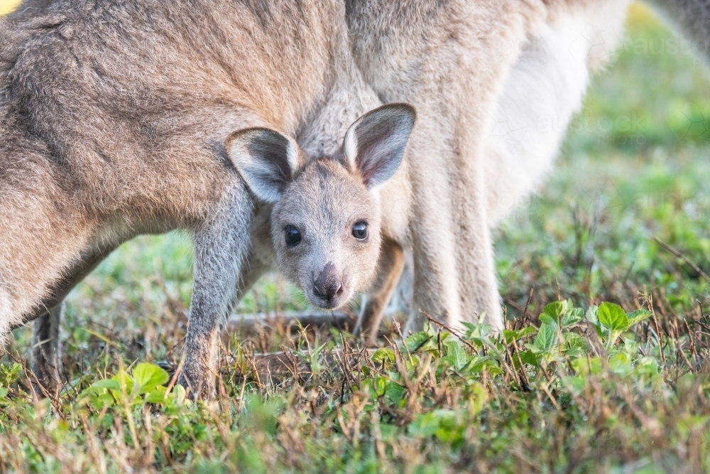 Close up of joey’s head while in it’s mother’s pouch looking at the camera. - Australian Stock Image