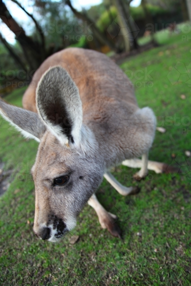 Close up of Kangaroo from the front - Australian Stock Image