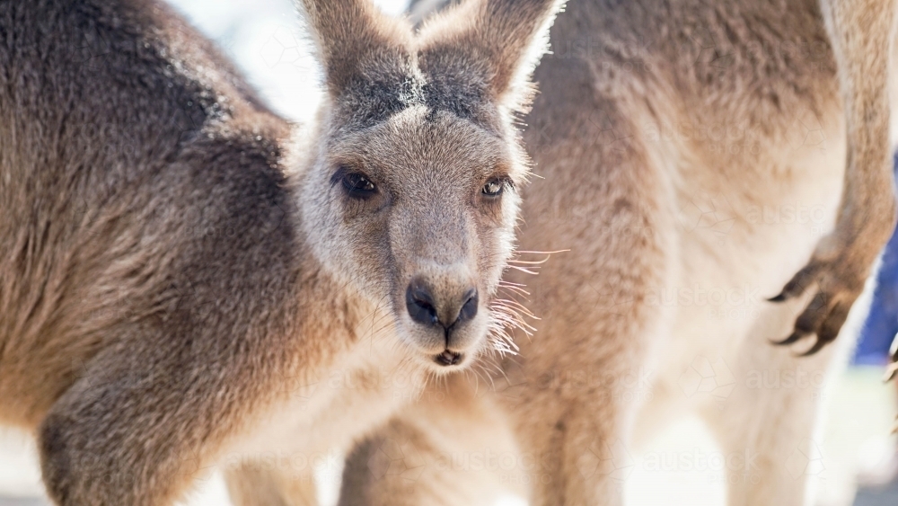 Close up of kangaroo looking into camera - Australian Stock Image