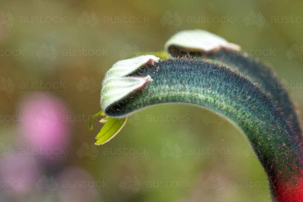 close up of kangaroo paw flower side on - Australian Stock Image