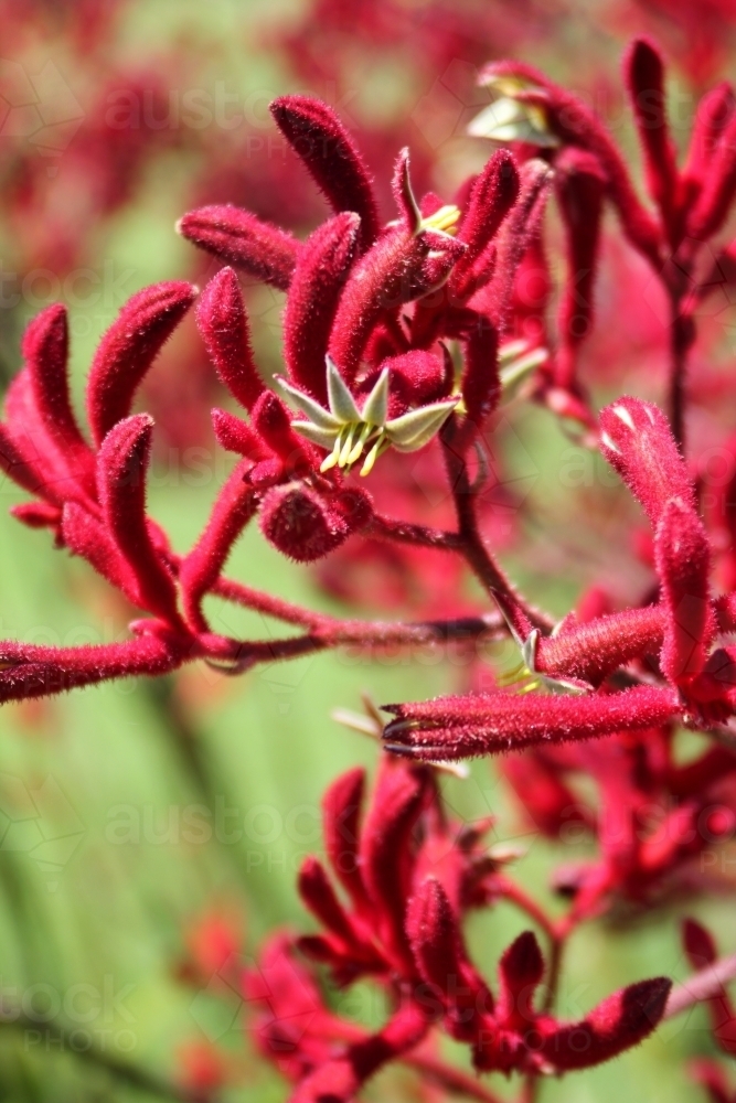 Close up of kangaroo paw in flower - Australian Stock Image