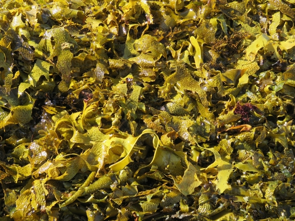 Close up of kelp stranded on the beach in light - Australian Stock Image