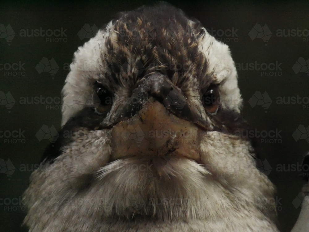 Close-up of kookaburra head with dark background - Australian Stock Image