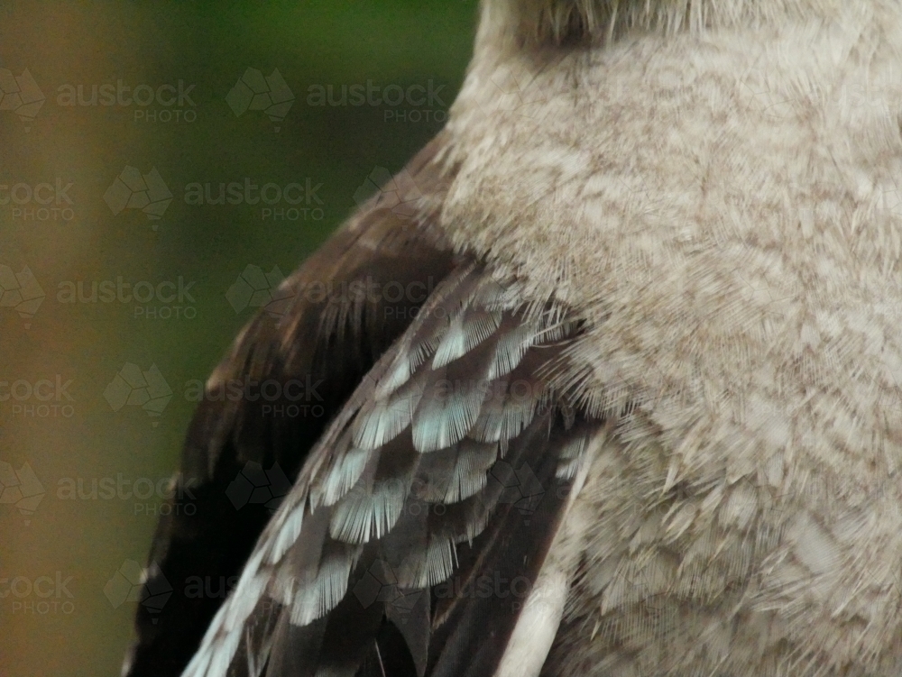 Close-up of kookaburra wing with blue feathers - Australian Stock Image