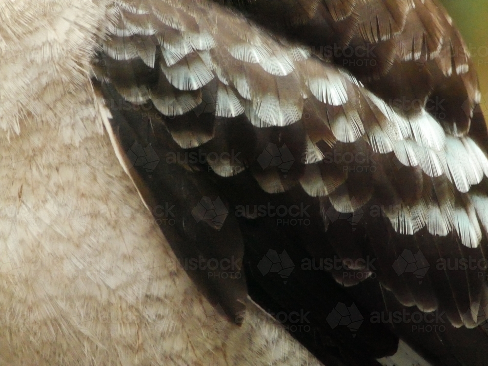 Close-up of kookaburra wing with blue feathers - Australian Stock Image