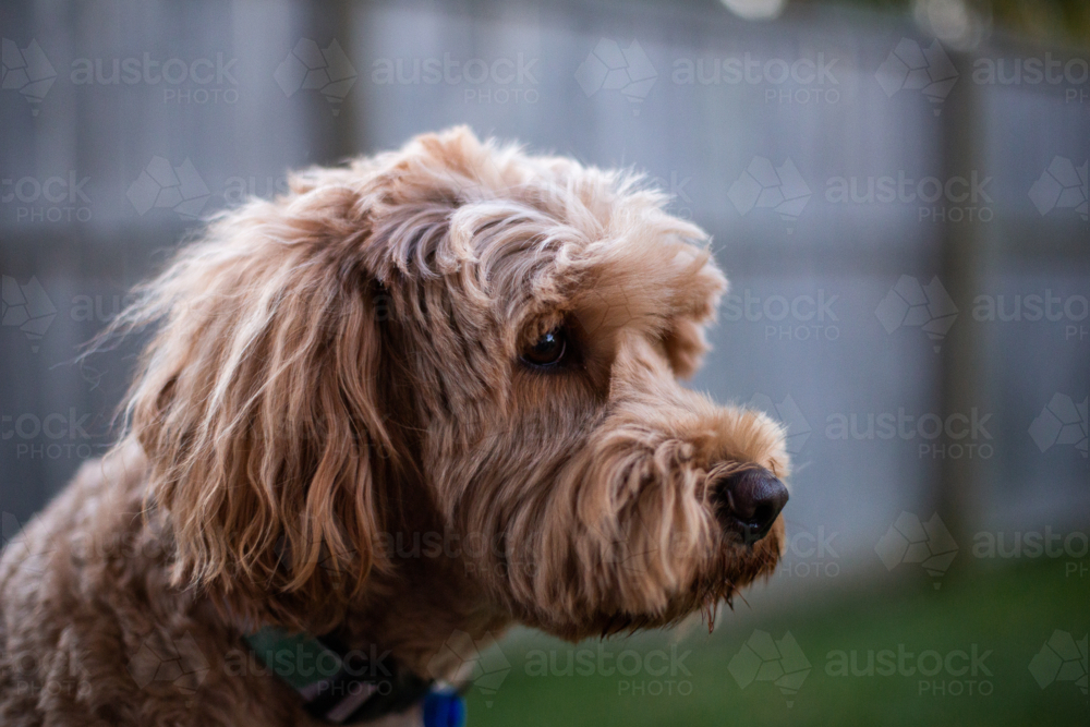 Close up of labradoodle looking a far - Australian Stock Image