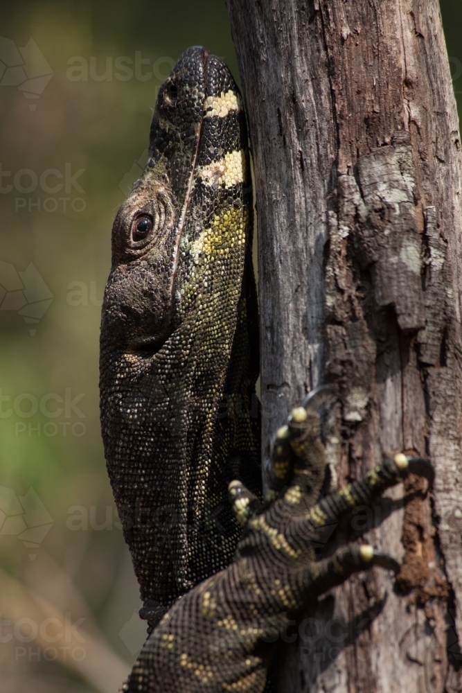 Close up of Lace Monitor (goanna) head and claw - Australian Stock Image