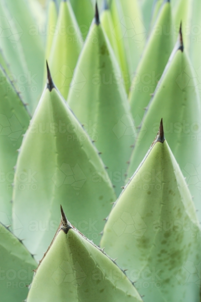 Close up of large green cactus leaves topped with spikes - Australian Stock Image