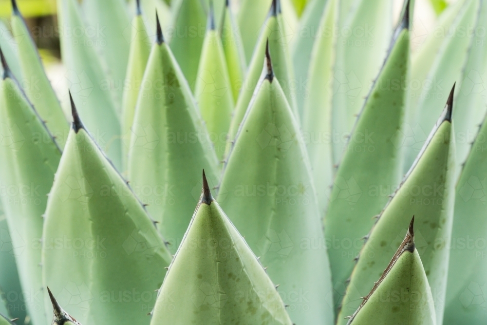 Image of Close up of large green cactus leaves topped with spikes