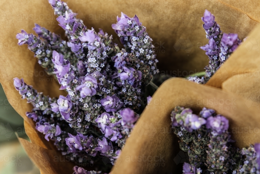 Close up of lavender bunch wrapped in kraft paper - Australian Stock Image